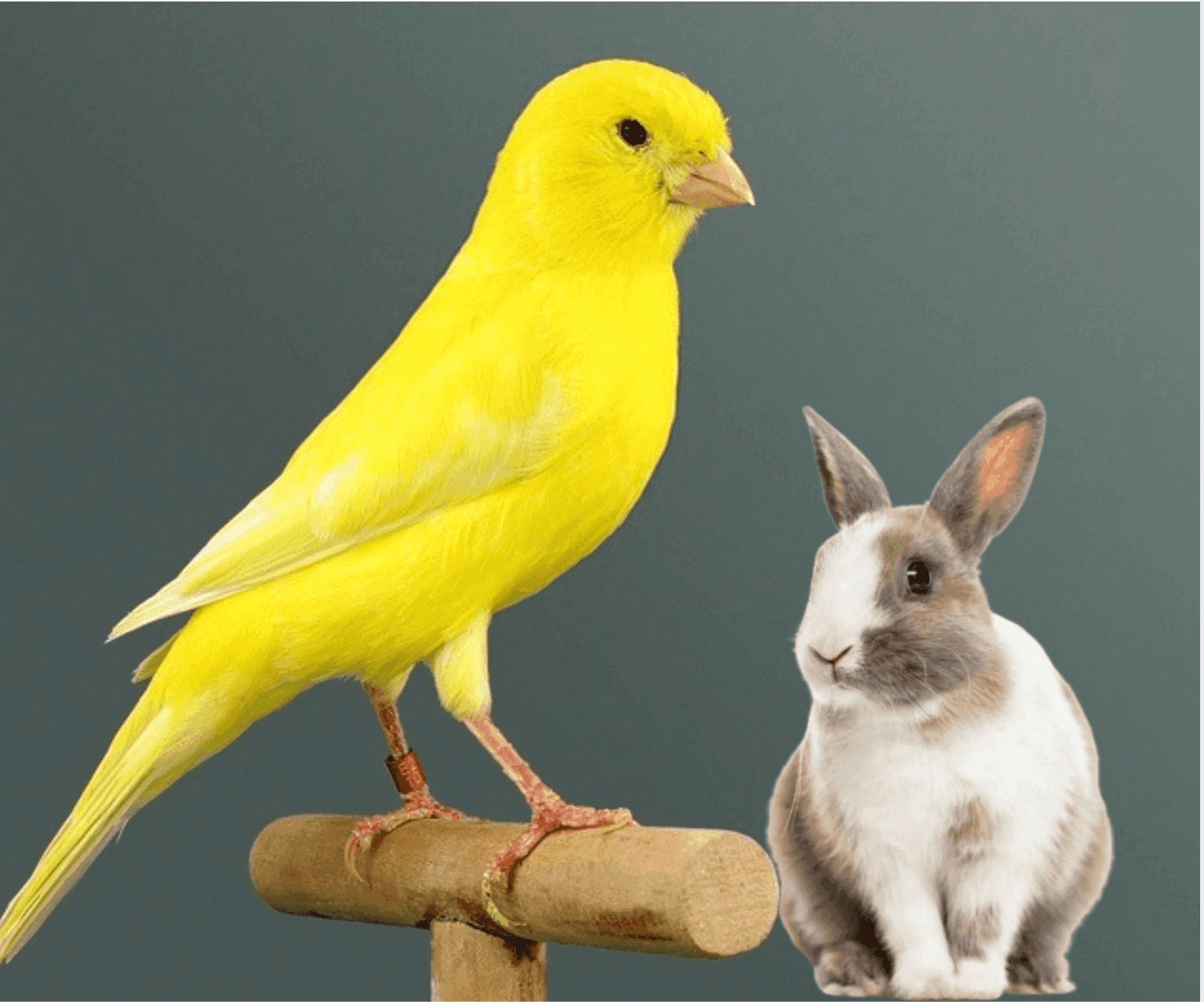 Otras Mascotas